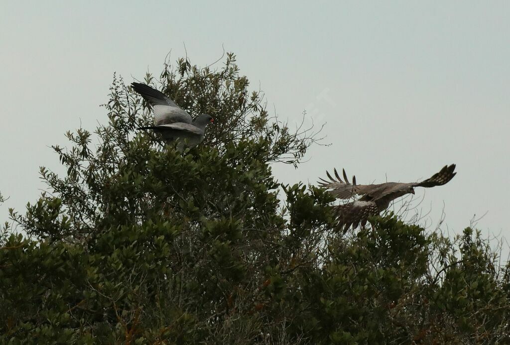 Pale Chanting Goshawk