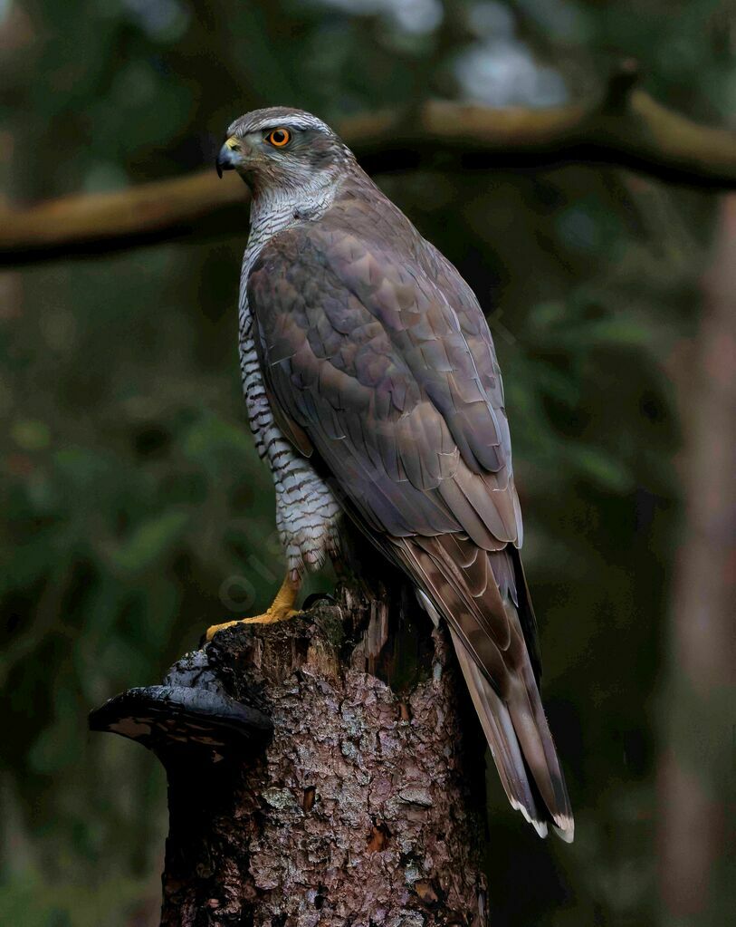 Eurasian Goshawk female adult transition
