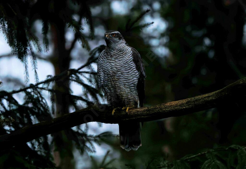 Eurasian Goshawk female adult transition