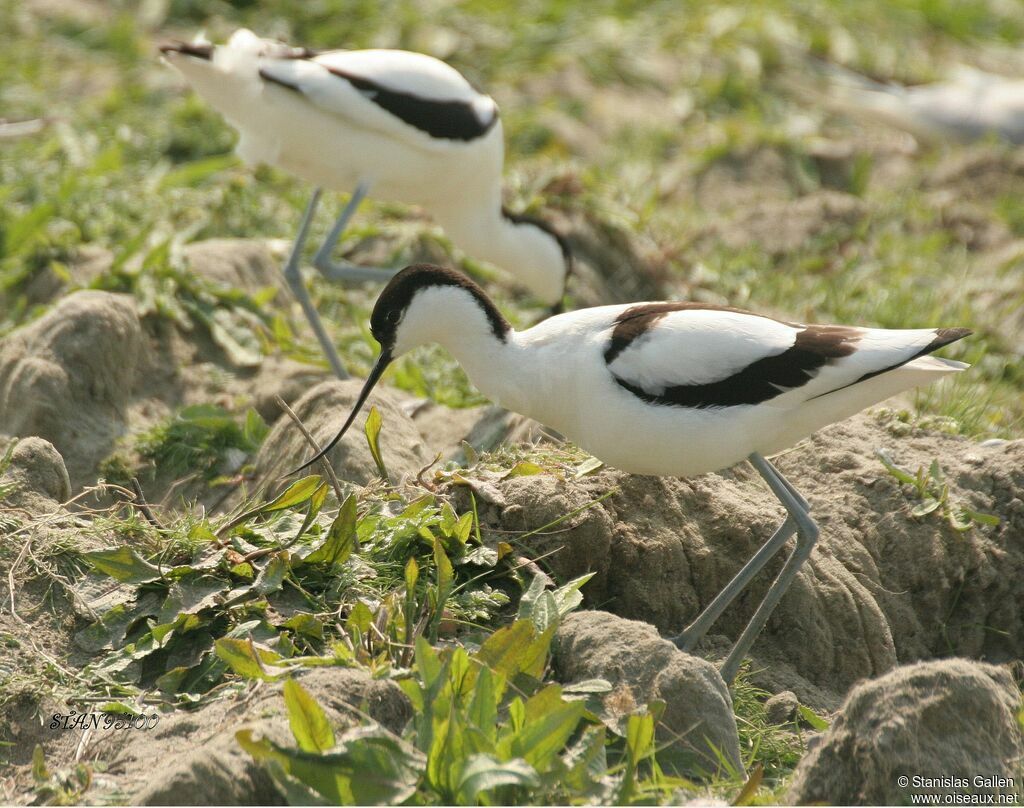 Avocette éléganteadulte nuptial