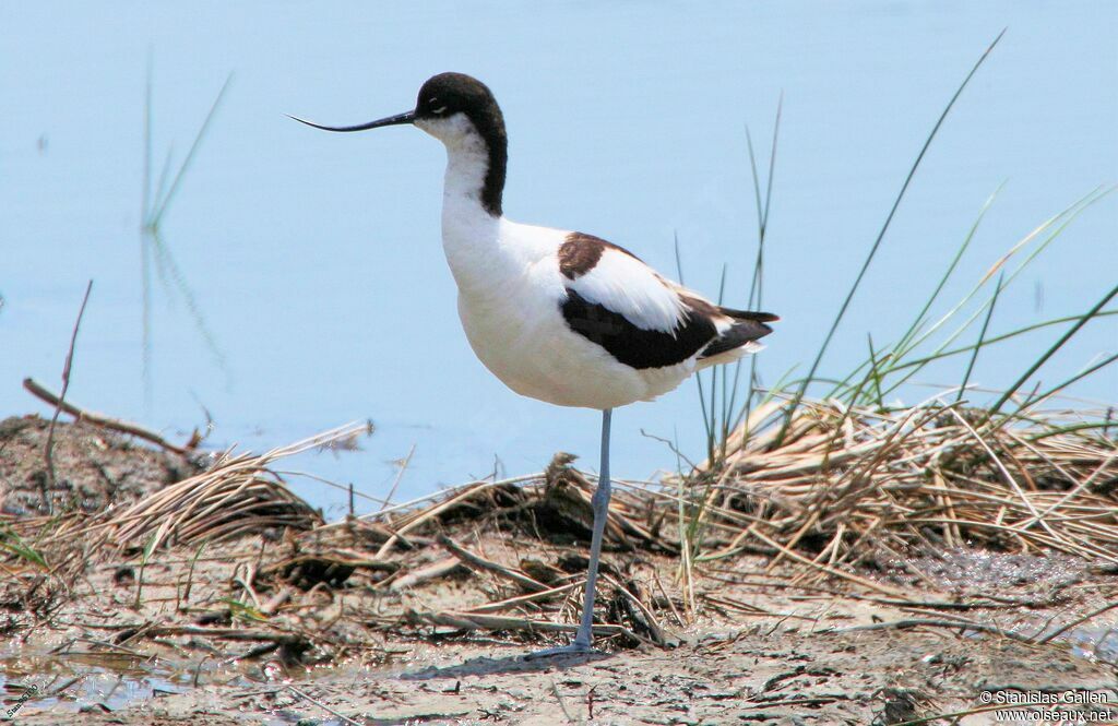 Avocette éléganteadulte nuptial, portrait