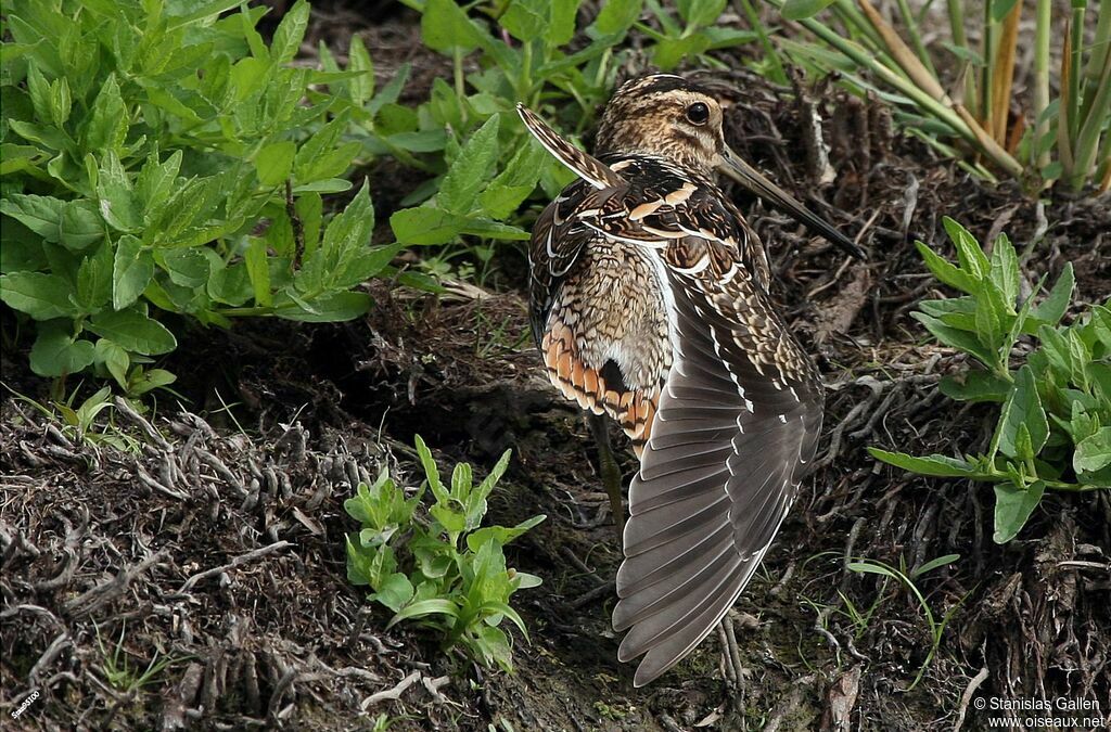 Common Snipeadult