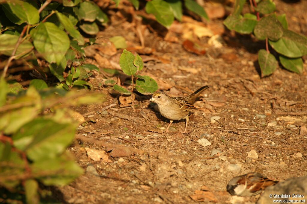 Bruant à couronne doréeadulte transition