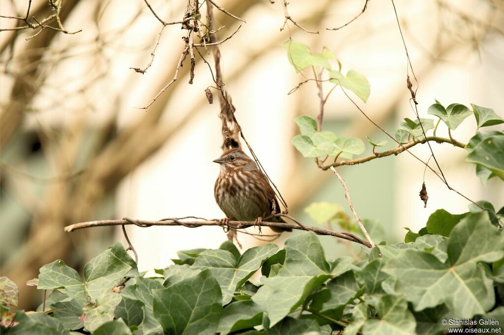 Bruant chanteuradulte