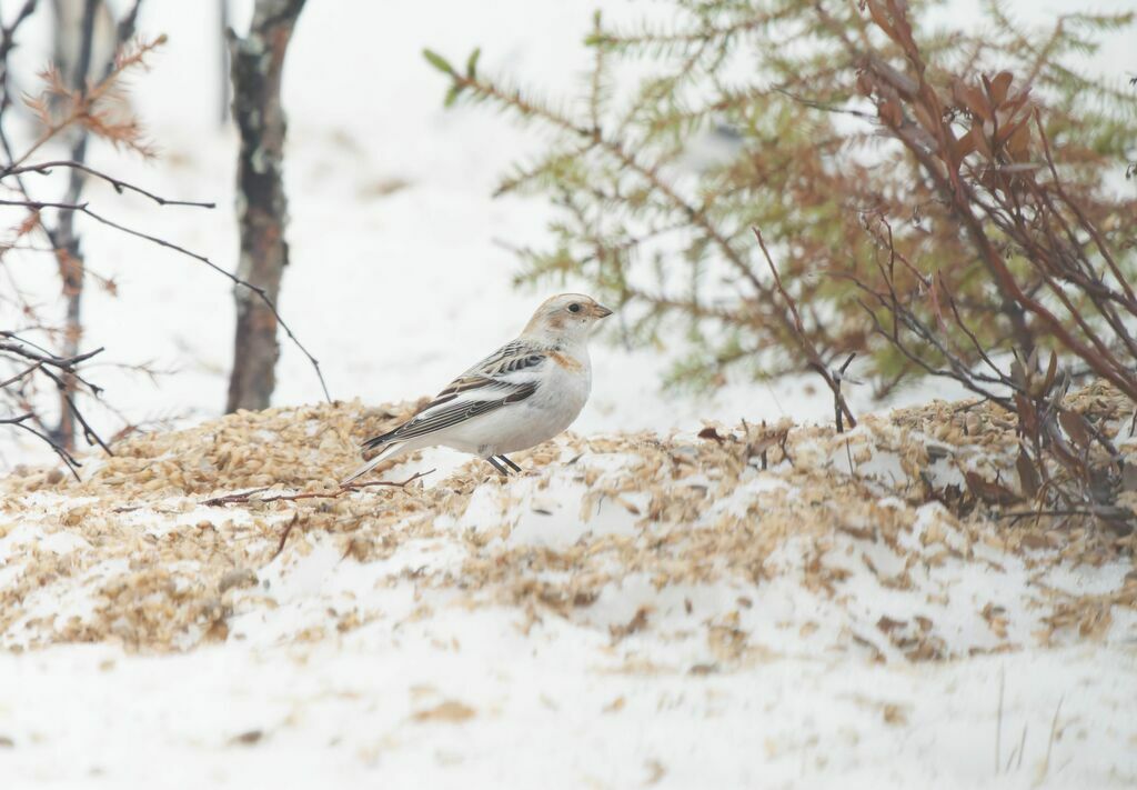 Bruant des neiges femelle adulte nuptial, marche