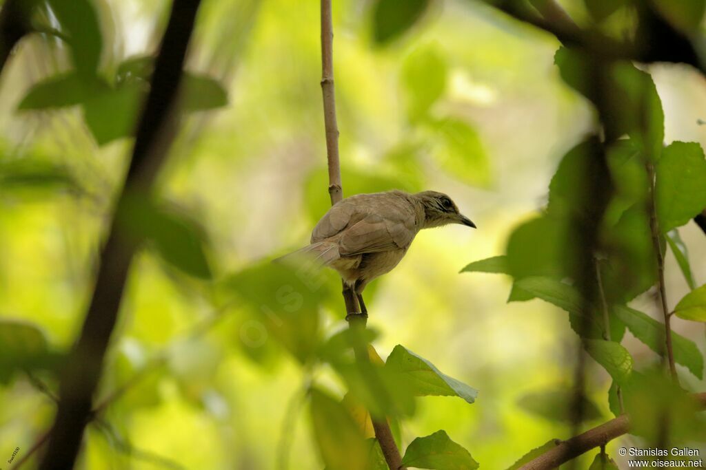 Bulbul de Conradadulte