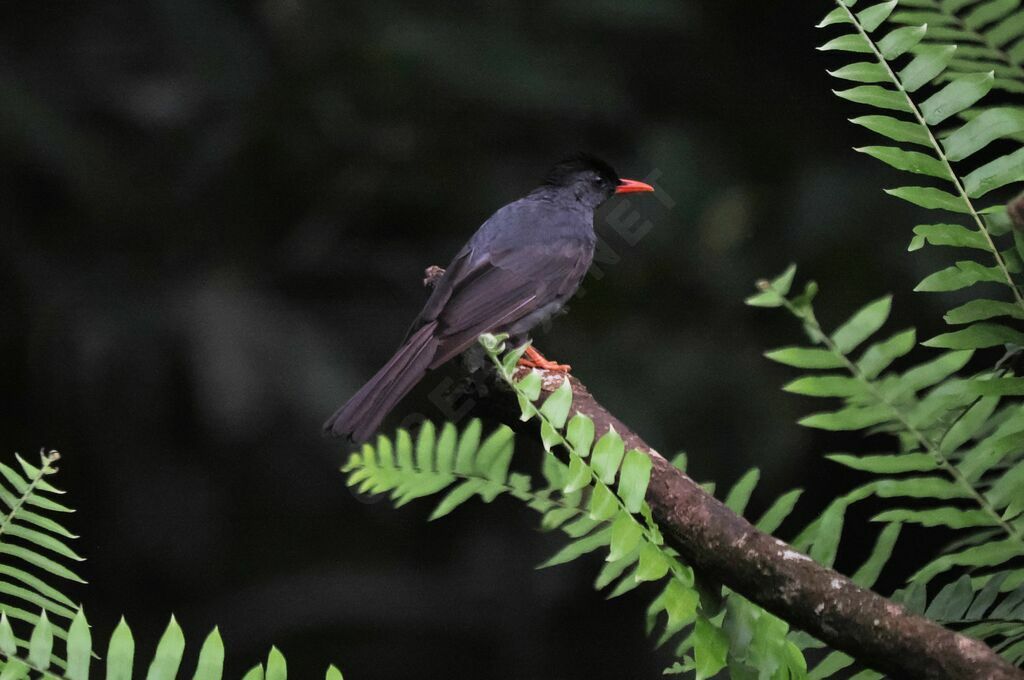 Square-tailed Bulbuladult