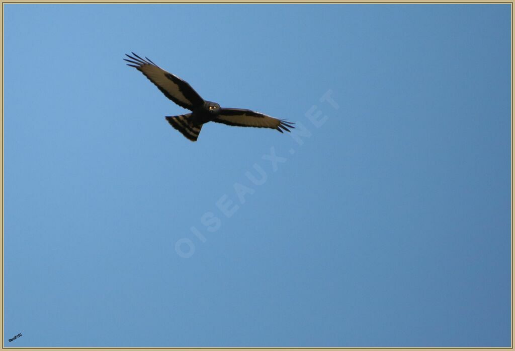 Black Harrier male adult breeding