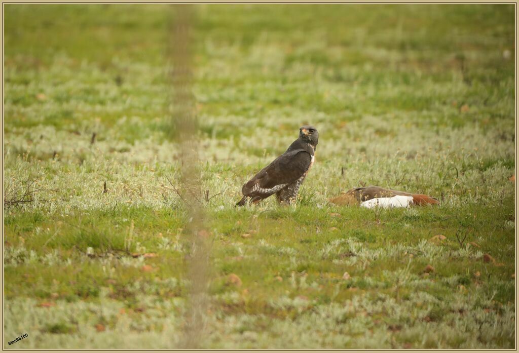 Jackal Buzzardadult breeding, Reproduction-nesting