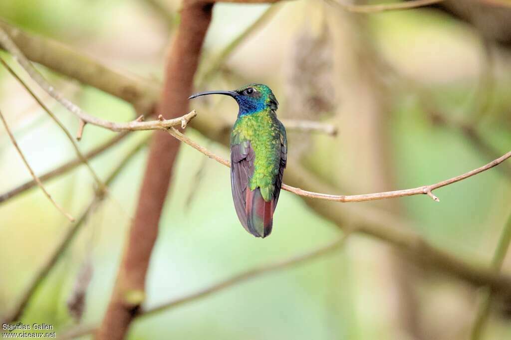 Lazuline Sabrewing male adult