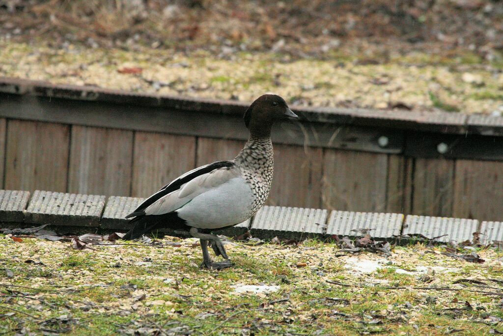 Maned Duck male adult breeding
