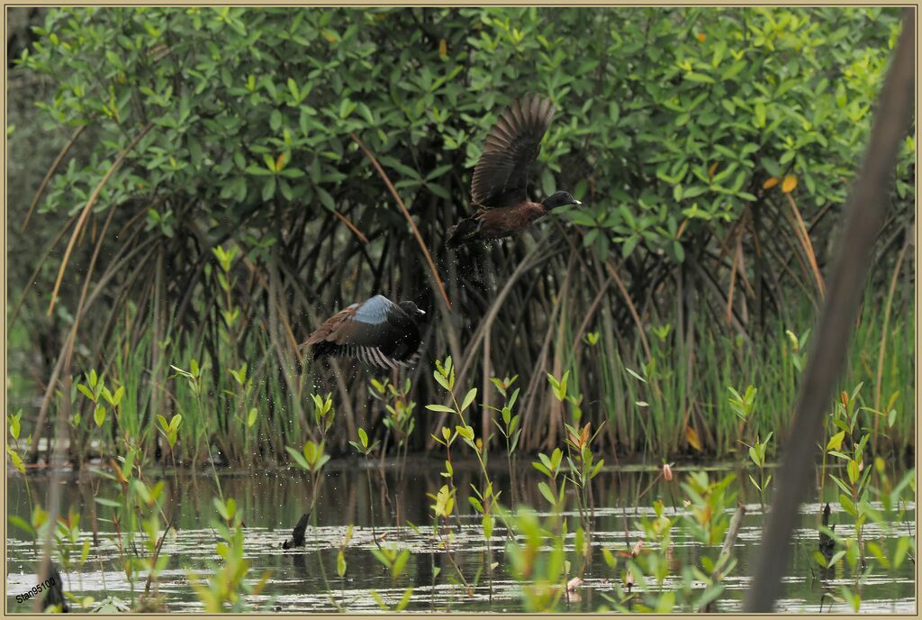 Hartlaub's Duckadult breeding, Flight