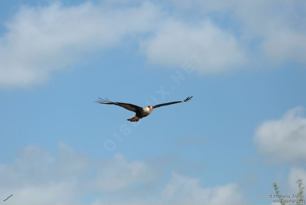 Caracara du Nordadulte, Vol