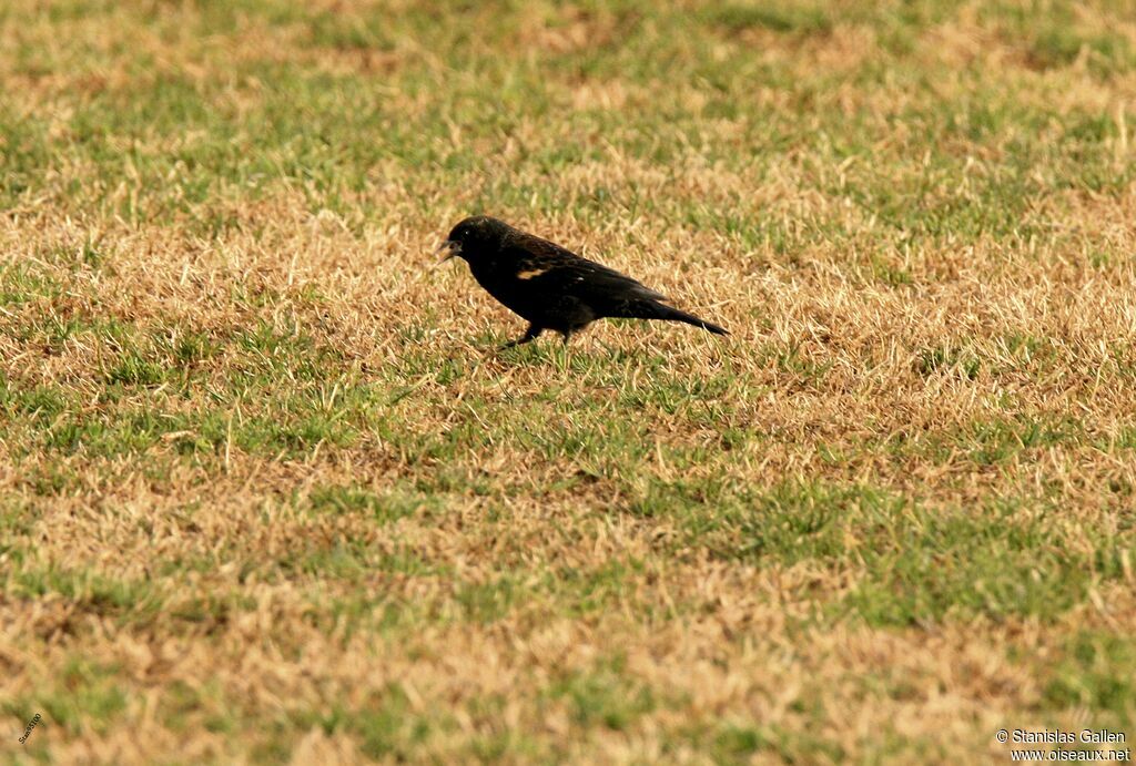 Red-winged Blackbird