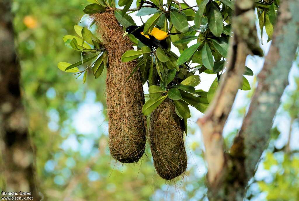 Yellow-rumped Caciqueadult, Reproduction-nesting