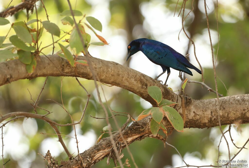 Greater Blue-eared Starlingadult