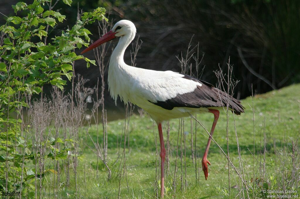 White Storkadult, close-up portrait, walking