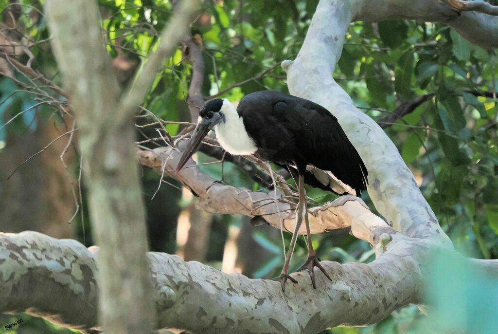 Cigogne épiscopaleadulte