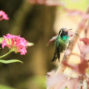 Colibri à oreilles blanches