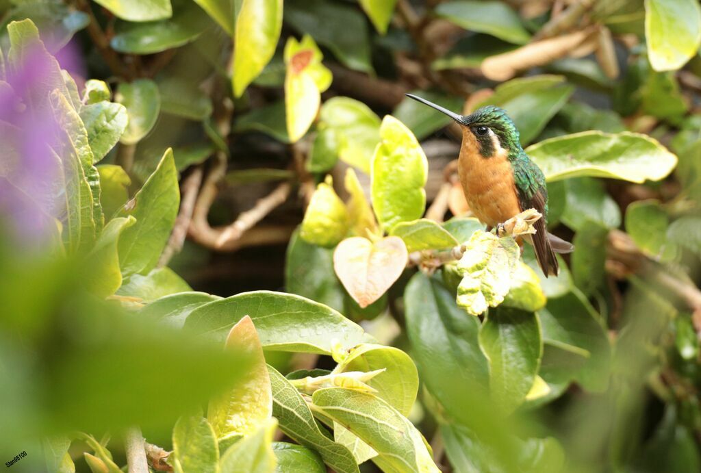 Grey-tailed Mountaingem female, close-up portrait
