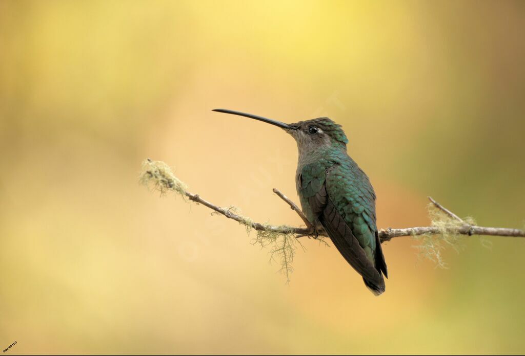 Rivoli's Hummingbird