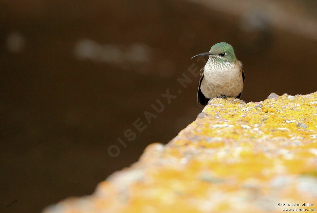 Ecuadorian Hillstarjuvenile