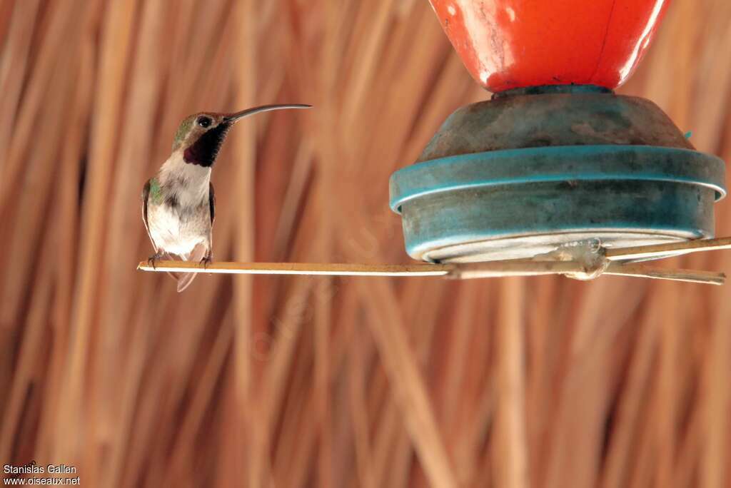 Colibri élise mâle adulte