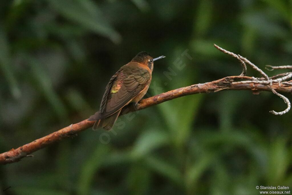 Colibri étincelant mâle adulte nuptial