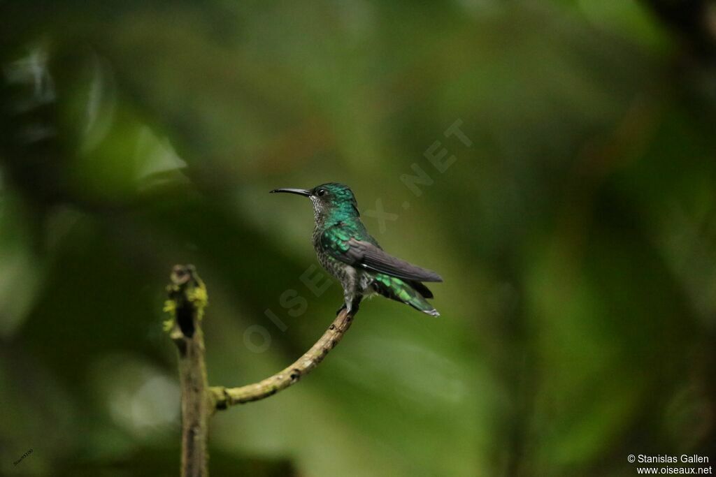 Many-spotted Hummingbirdadult