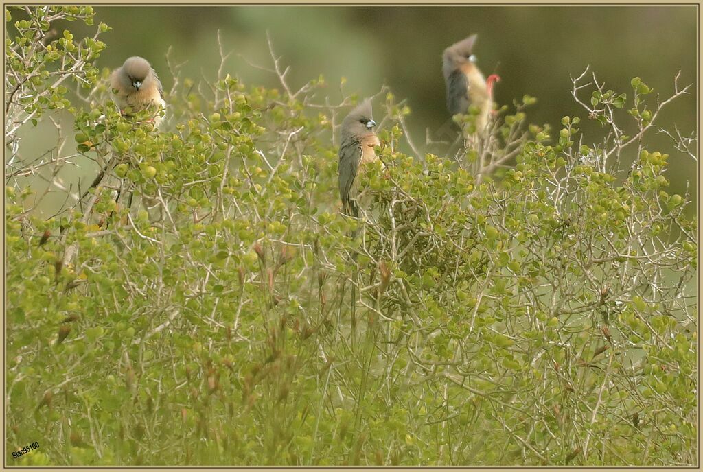 White-backed Mousebirdadult
