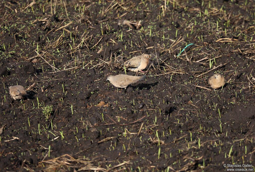Black-winged Ground Doveadult
