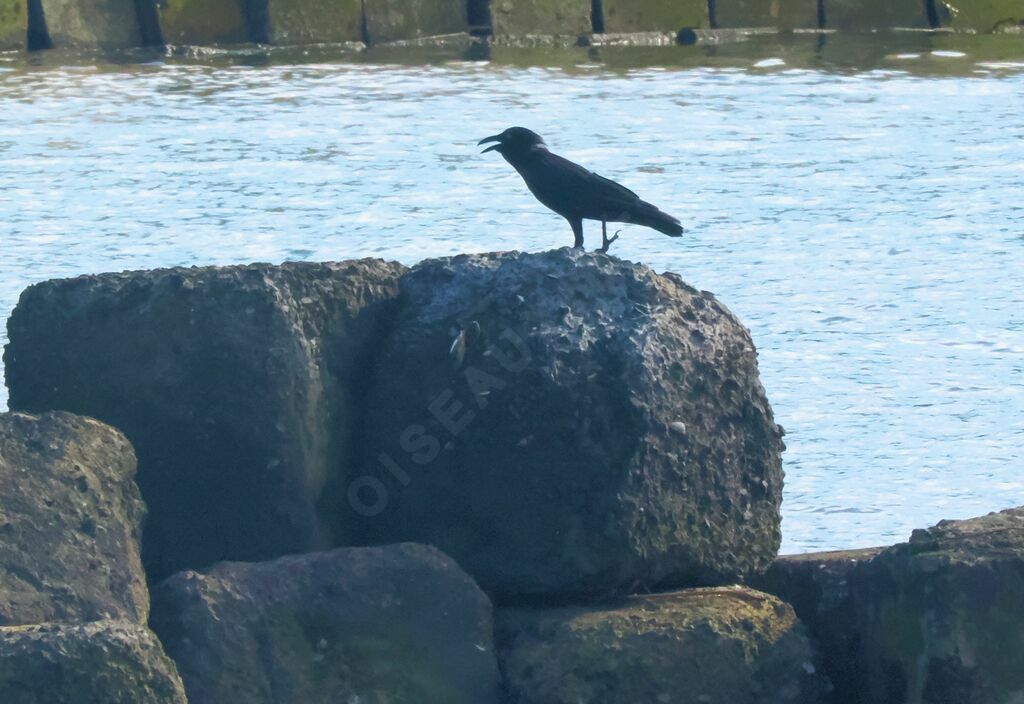 Corbeau de Torresadulte, marche