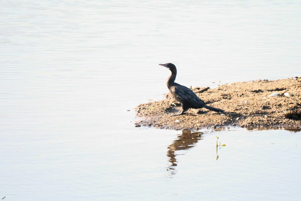 Little Cormorantadult
