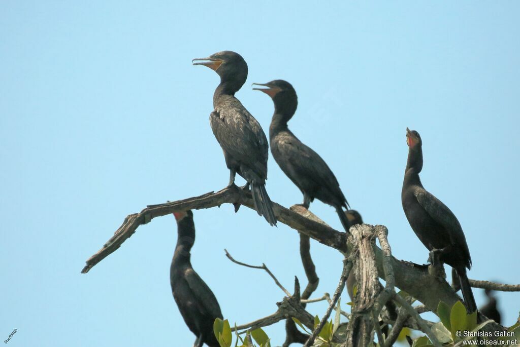 Neotropic Cormorant