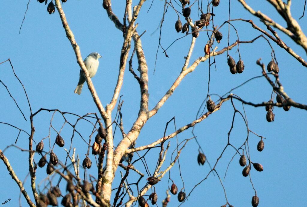 Cotinga neigeux mâle adulte