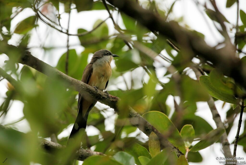 Dark-billed Cuckooadult breeding