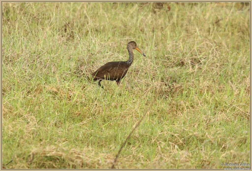 Courlan brunadulte, marche, pêche/chasse
