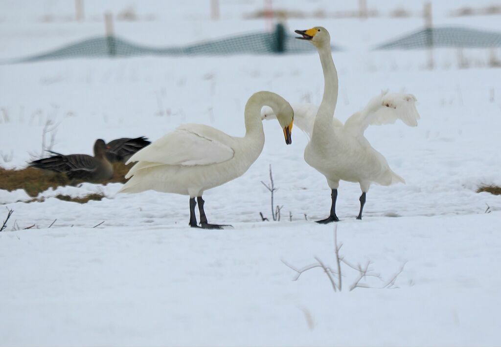 Whooper Swanadult breeding, courting display