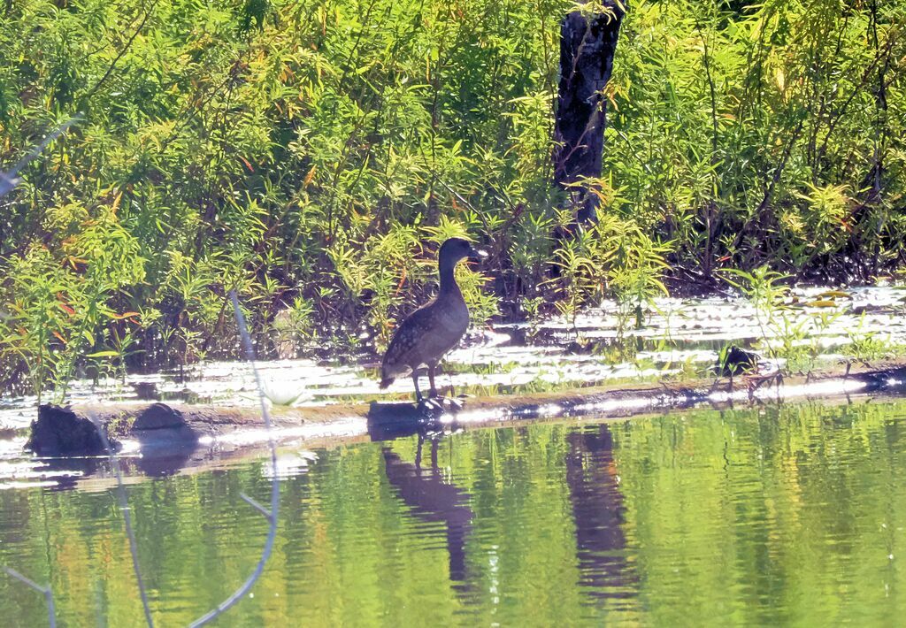 Spotted Whistling Duckadult