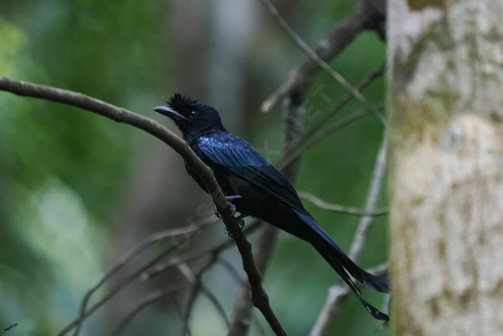 Sri Lanka Drongo male adult