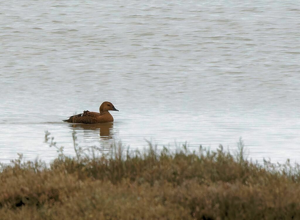 Eider à tête grise femelle adulte