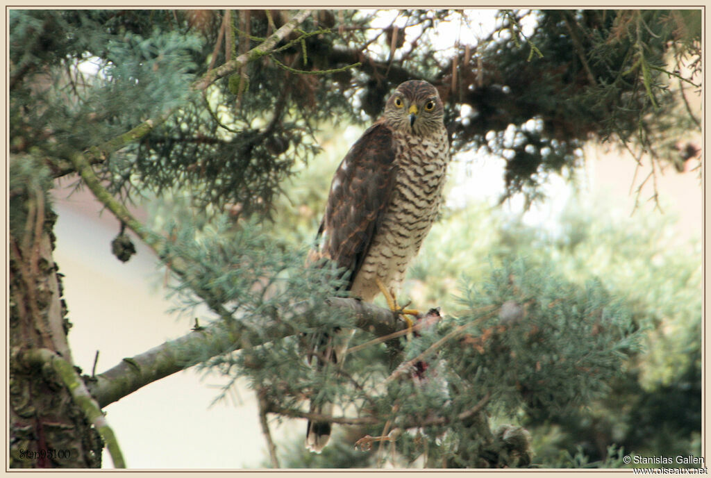 Eurasian Sparrowhawk female adult, eats
