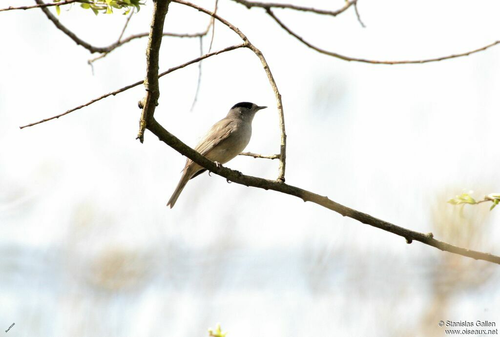 Eurasian Blackcap male adult breeding