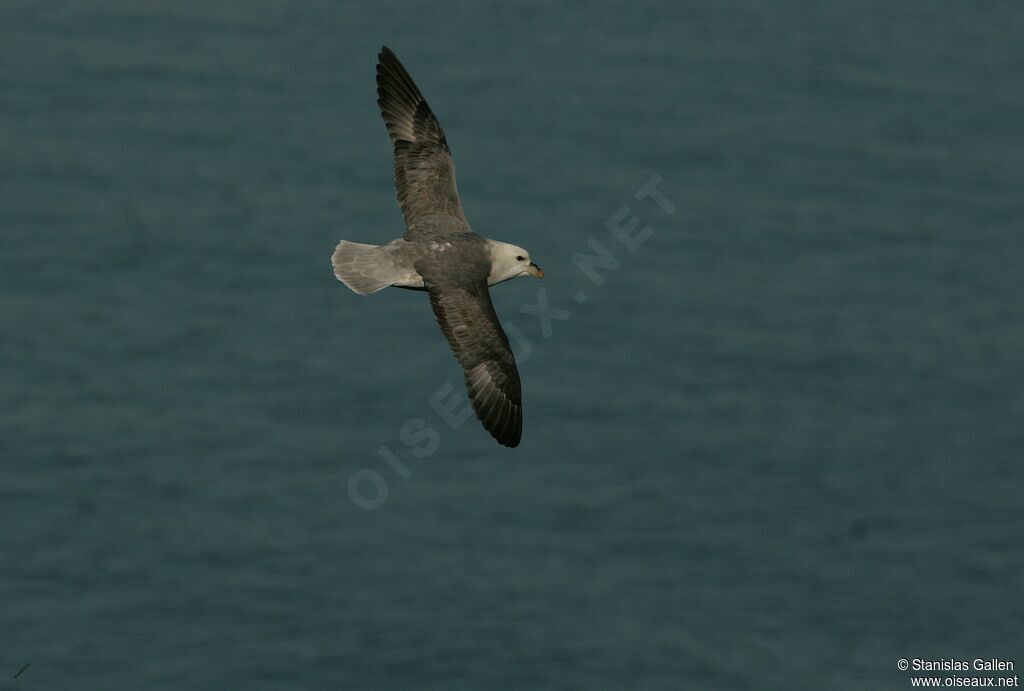 Fulmar boréaladulte, Vol