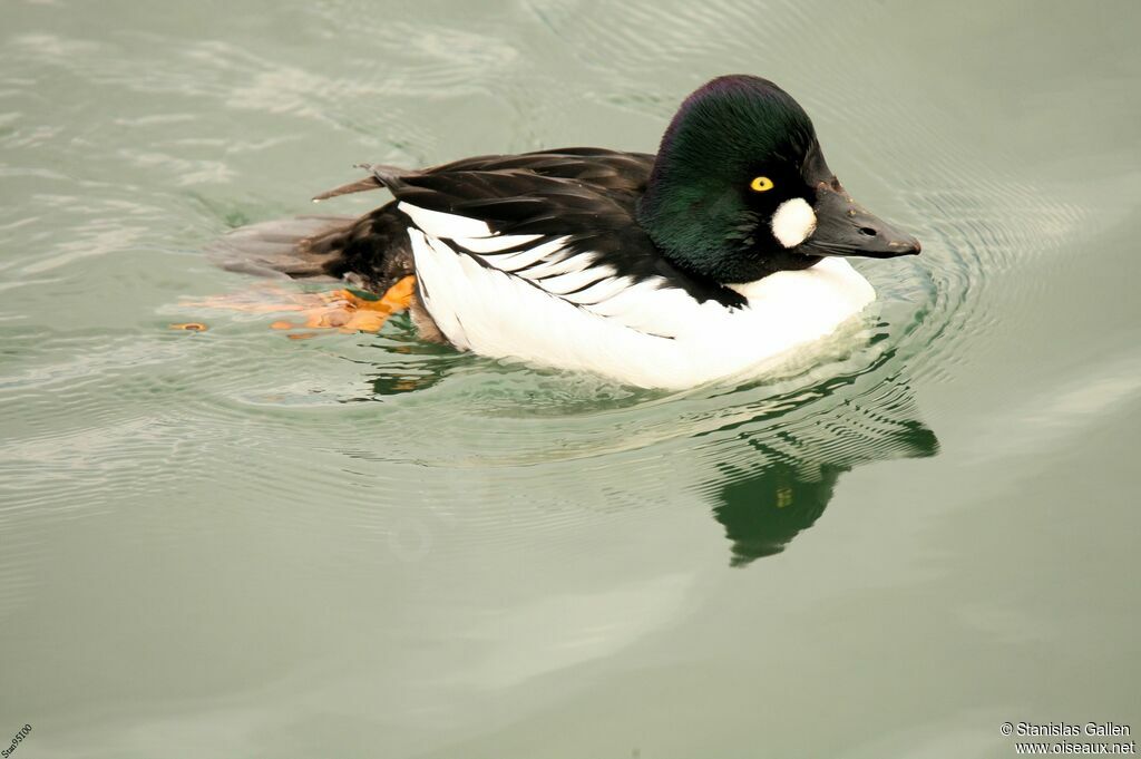 Common Goldeneye male adult breeding, swimming