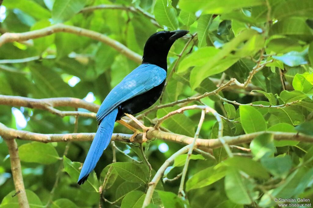 Yucatan Jayadult