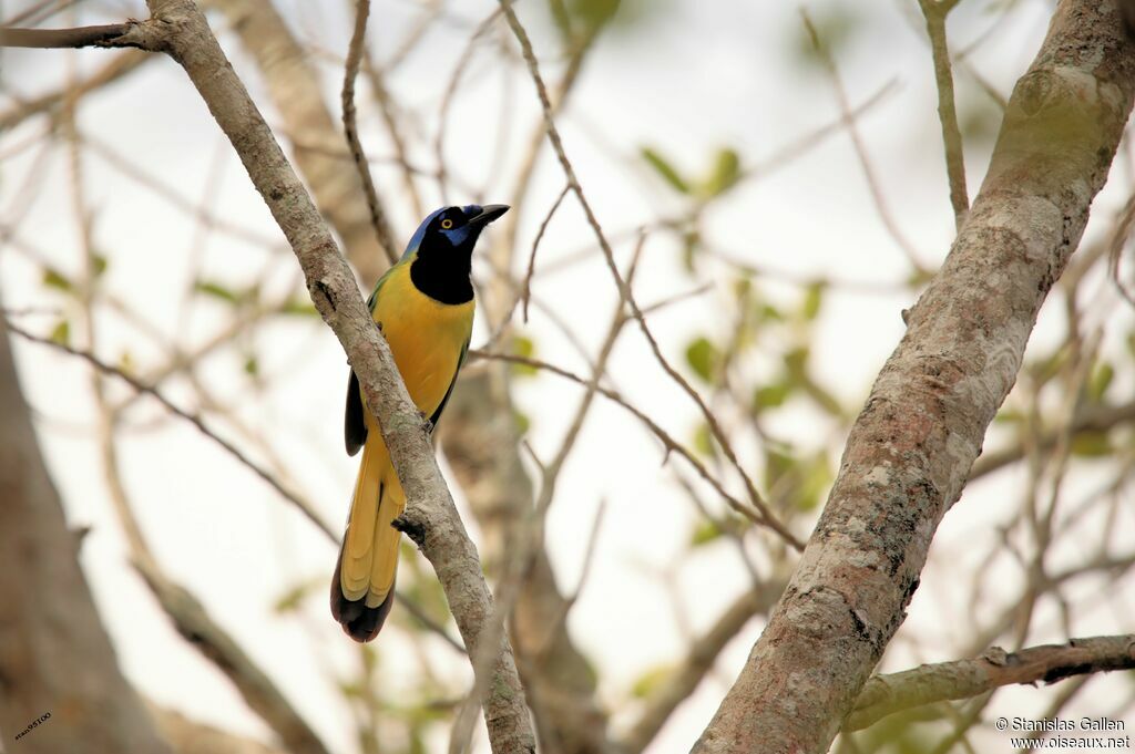 Inca Jayadult breeding