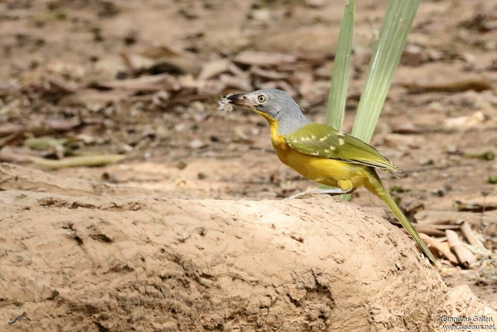 Grey-headed Bushshrike, eats