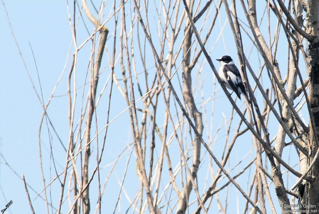 Collared Flycatcheradult breeding