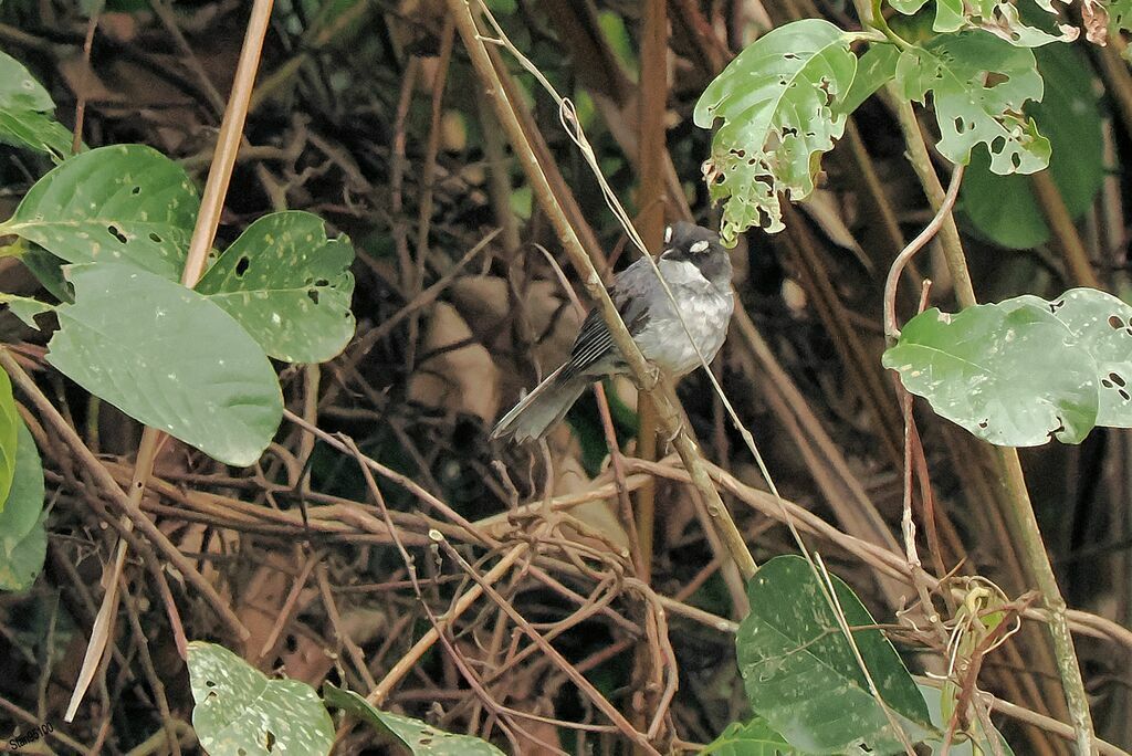 White-browed Forest Flycatcher male adult breeding